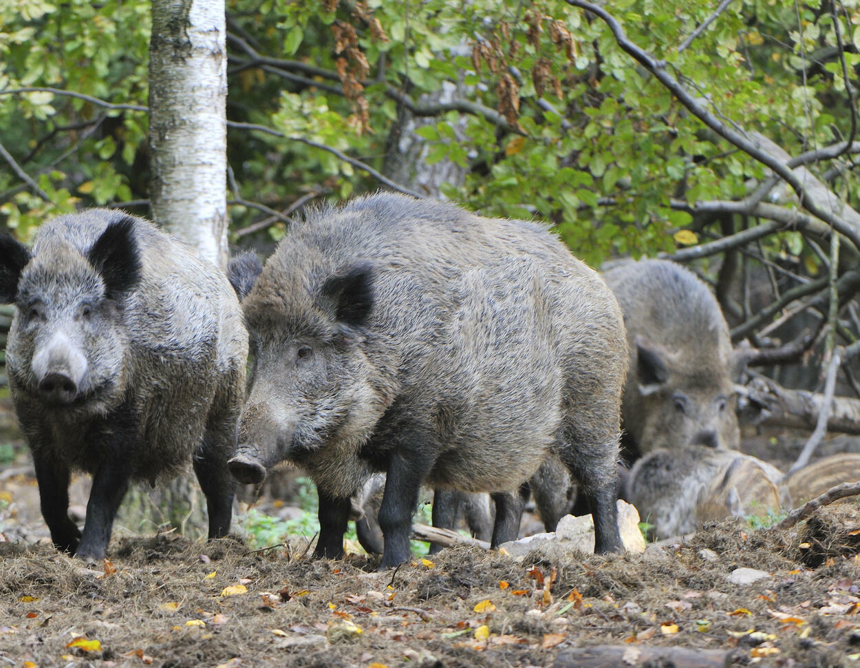 Wildschweine